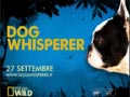 Dog whisperer