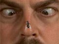 Pedro and flies
